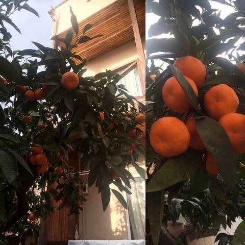 Gostevoy Dom Samir Hotel Gagra Luaran gambar